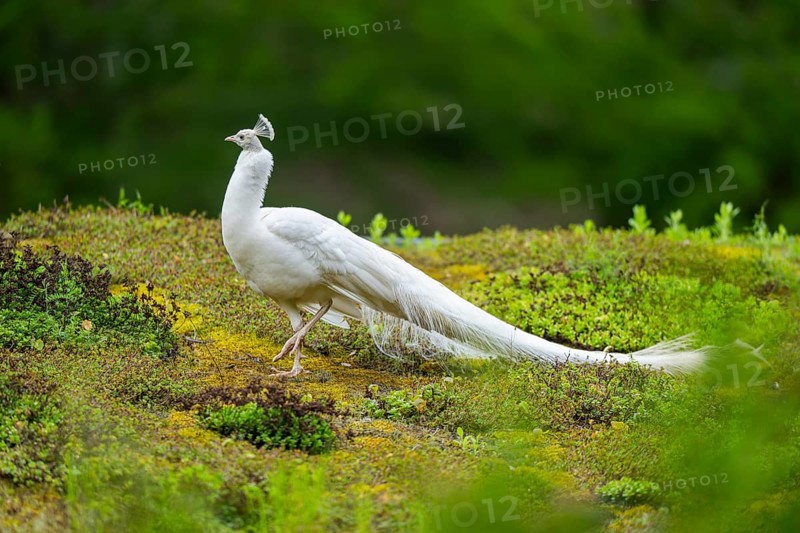 Indian peafowl (Pavo cristatus) on a meadow, portrait, Germany, Europe