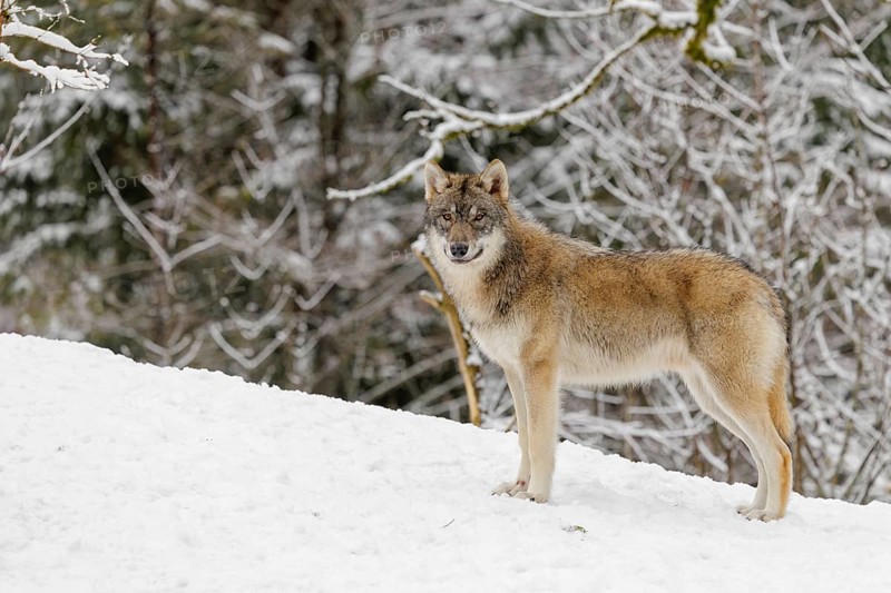 A young grey wolf (Canis lupus lupus) runs across the sloping, snow-covered meadow at the edge of a forest on a cold, cloudy day