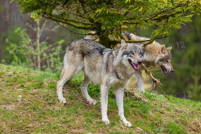 One eurasian gray wolf (Canis lupus lupus) stands under a spruce tree, observing something. Another wolf passes in the background