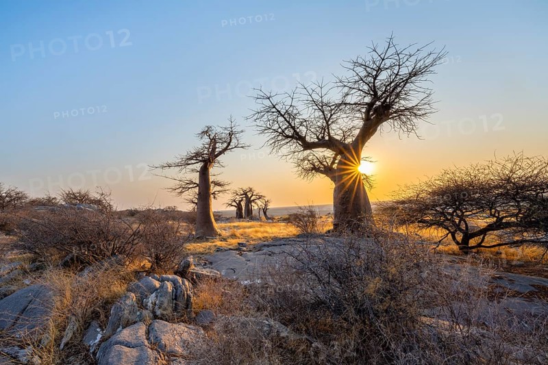 African baobab (Adansonia digitata), several trees at sunrise, sun star, Kubu Island (Lekubu), Sowa Pan, Makgadikgadi salt pans, Botswana, Africa
