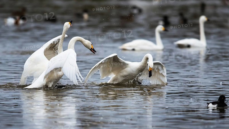 Tundra Swan, Bewick's Swan, Cygnus columbianus at winter in Slimbridge, England, United Kingdom, Europe