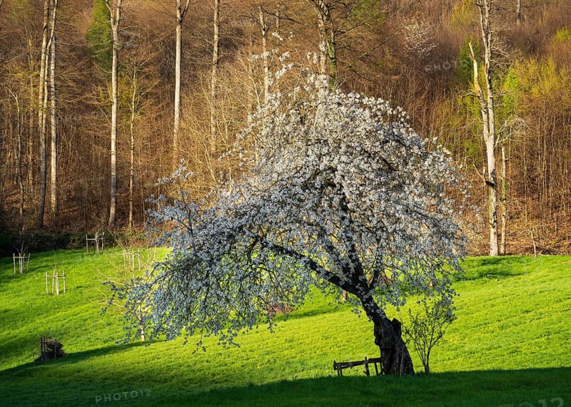 A white blossoming fruit tree in a meadow in spring, forest in the background. Sunshine, no sky. Small Odenwald, Rhine-Neckar district, Baden-Württemberg, Germany, Europe