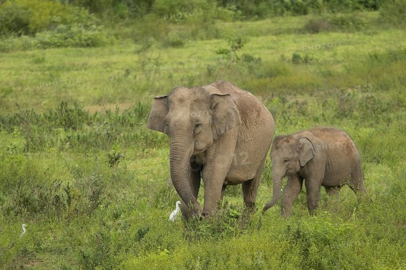 Indian elephants (Elephas maximus indicus), Khiri Khan, Hua Hin, Kui Buri National Park, Thailand, Asia