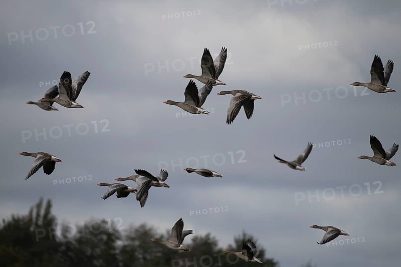 Greylag goose (Anser anser) flock in flight, North Rhine-Westphalia, Germany, Europe
