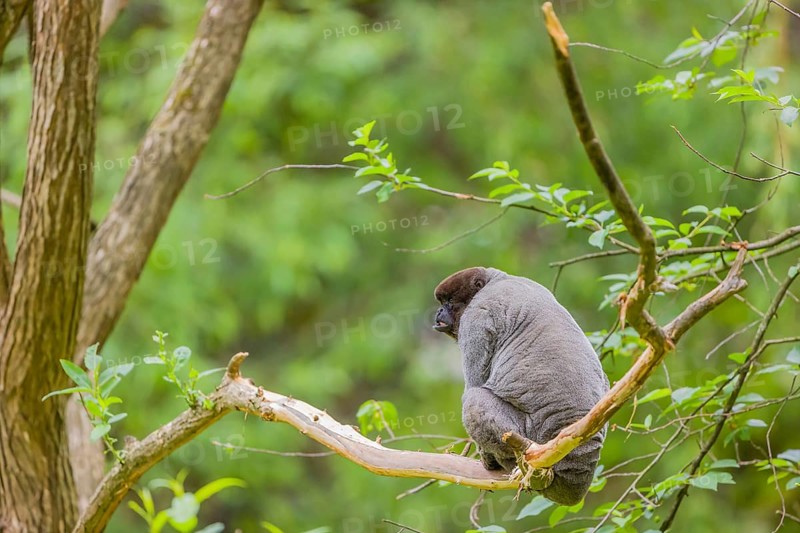 A common woolly monkey, brown woolly monkey, or Humboldt's woolly monkey (Lagothrix lagothricha) climbs in a tree