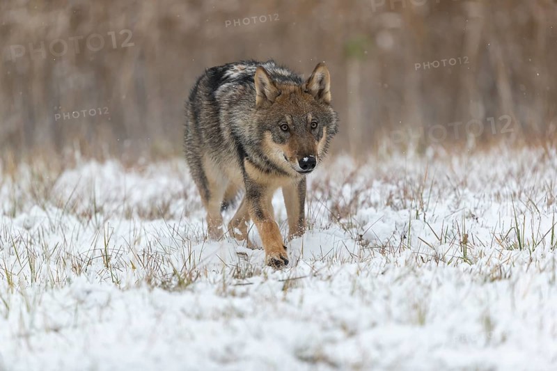 One young male eurasian gray wolf (Canis lupus lupus) running towards the camera over a snow covered meadow during snowfall. White meadow and reed in the background