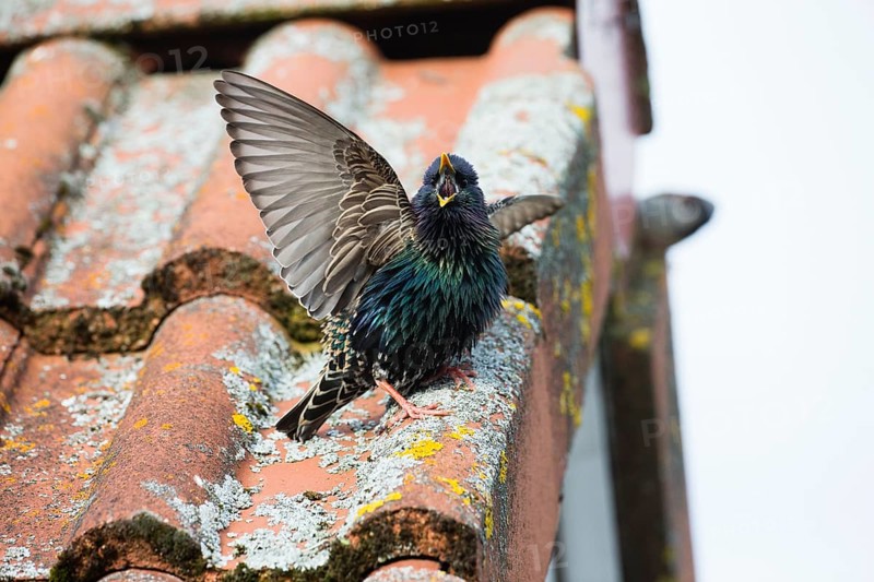 Common Starling, (Sturnus vulgaris), adult male, singing from a house roof in springtime, Hesse, Germany, Europe