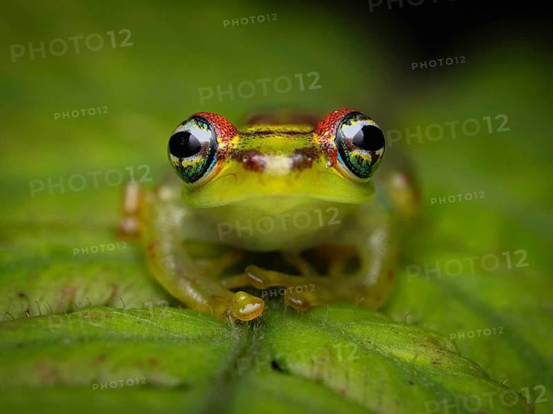 Frog (Boophis tassimena) in the rainforests of Andasibe National Park
