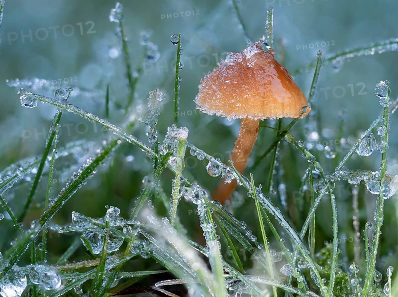 Helmling (Mycena spec.) covered with frost and dewdrops, North Rhine-Westphalia, Germany, Europe
