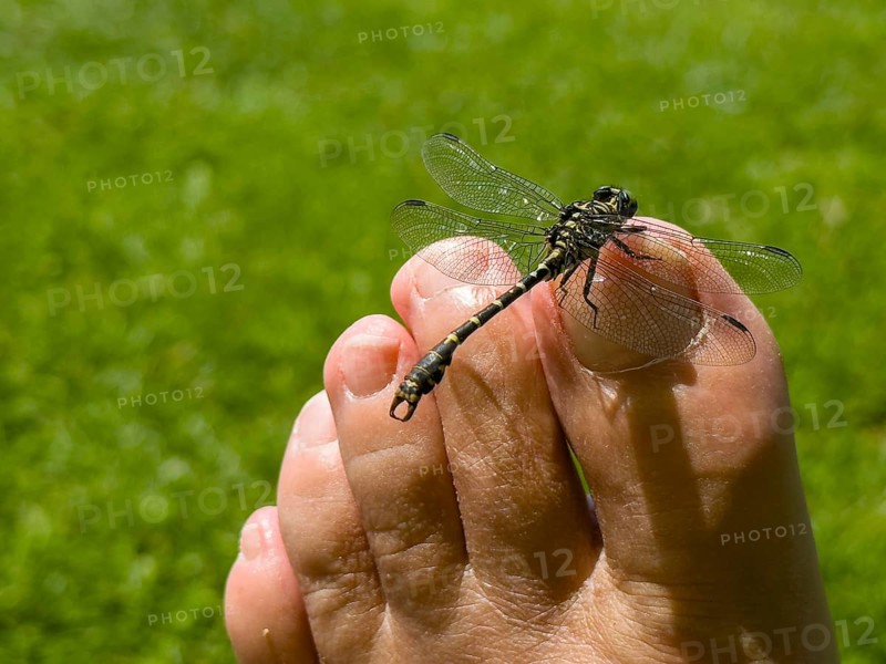 Onychogomphus forcipatus (Onychogomphus forcipatus) sitting on foot toe, Lake Neubeur, Bavaria, Germany, Europe