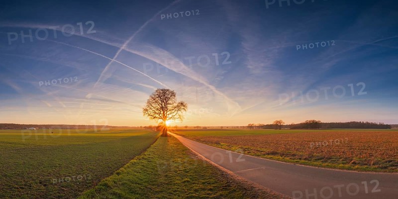 View along a road to a solitary tree in an agricultural environment with blue sky streaked with vapour trails at sunset, Panorama, Schneeren, Neustadt am Rübenberge, Hanover Region, Lower Saxony, Germany, Europe