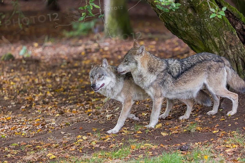 Two adult male eurasian gray wolves (Canis lupus lupus) standing in front of an old split tree at a forest edge
