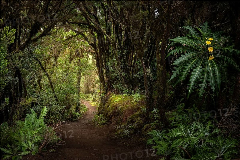 A hiking trail in the cloud forest. Flowering sow thistle (Sonchus hierrensis) at the edge of the path. Garajonay National Park, La Gomera, Canary Islands, Spain, Europe