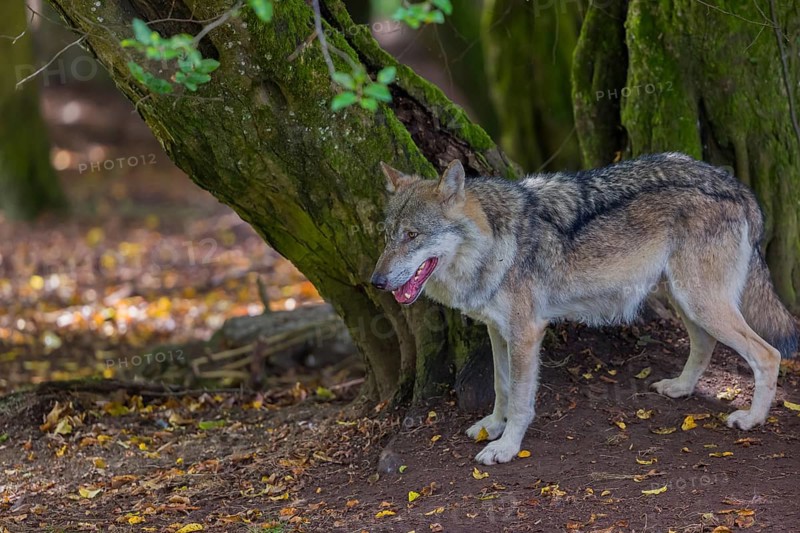 One adult male eurasian gray wolf (Canis lupus lupus) standing in front of an old split tree at a forest edge