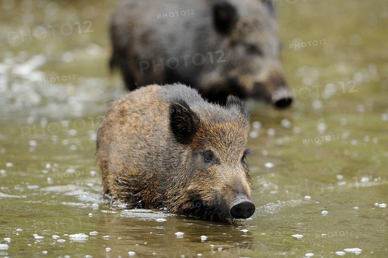 A young wild boar swims in the foreground followed by another, wild boar (Sus scrofa), Hesse