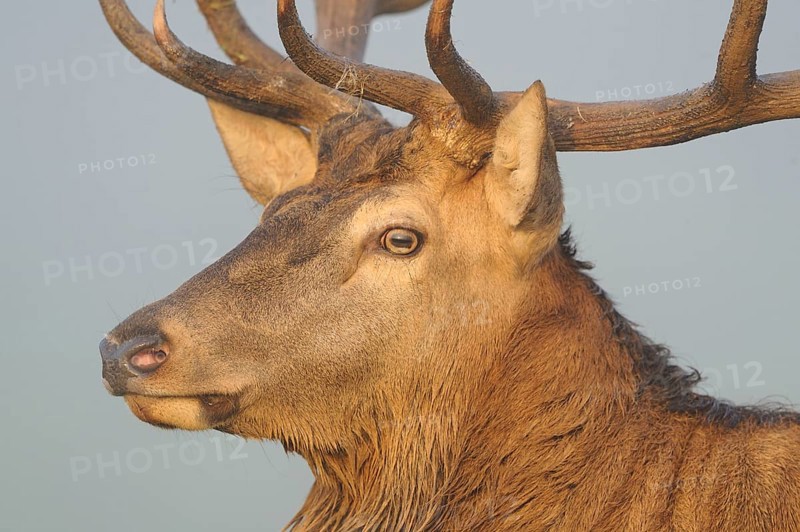 Close-up of a stag's head with powerful antlers against a neutral background, red deer (Cervus elaphus), Bavaria