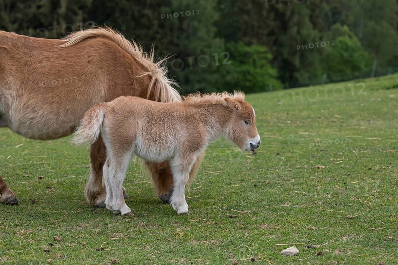 Falabella mare and foal, The Falabella (Equus ferus caballus) is the smallest horse at all