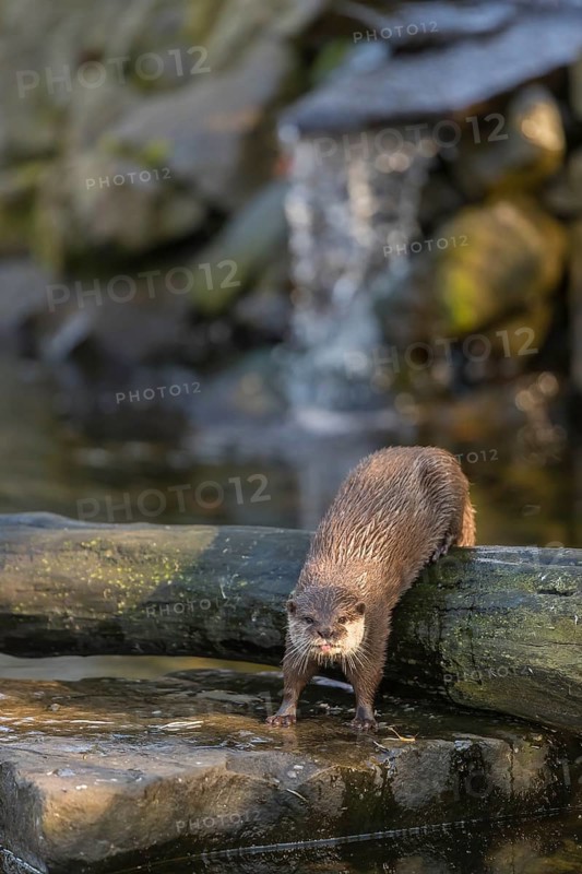 One oriental small-clawed otter or Asian small-clawed otter (Aonyx cinerea), in a creek in front of a small cascade. Small rocks around