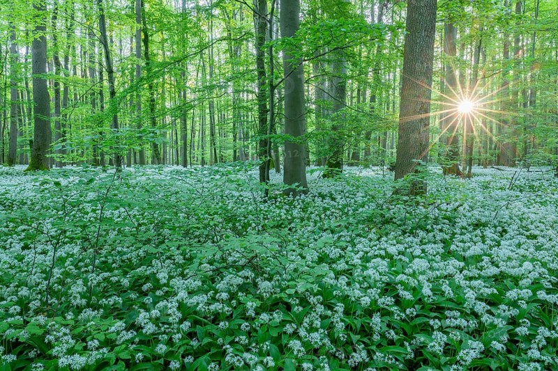 Near-natural deciduous forest with flowering wild garlic (Allium ursinum), sun star, Hainich National Park, Thuringia, Germany, Europe