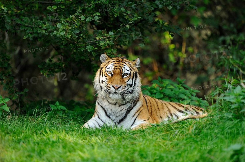 A resting tiger in the dense green of the jungle, surrounded by grass and bushes, Siberian tiger (Panthera tigris altaica), captive, occurrence Russia