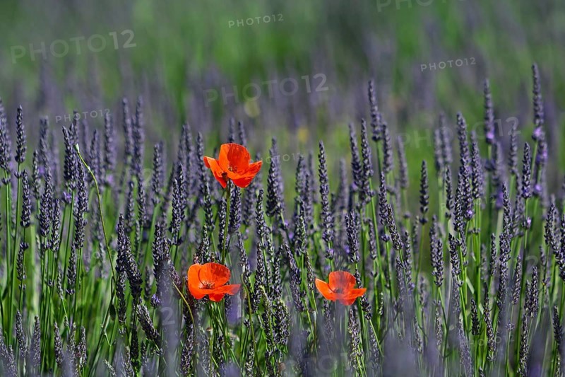 Corn poppy in a lavender field, Provence, France, Europe