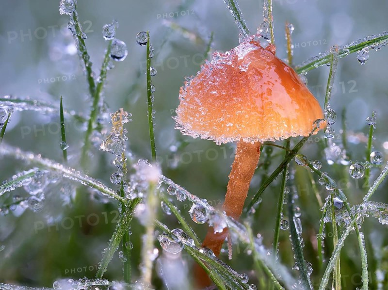 Helmling (Mycena spec.) covered with frost and dewdrops, North Rhine-Westphalia, Germany, Europe
