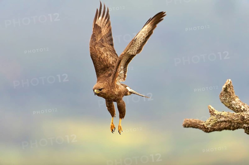Common buzzard (Buteo buteo), flight, Castilla-La Mancha, Spain, Europe