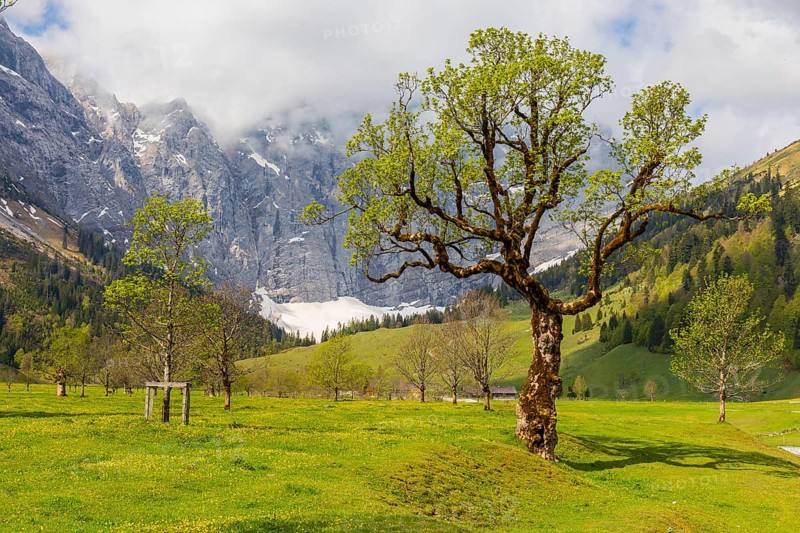 Nature conservancy area Grosser Ahornboden. Sycamore maple trees, Acer pseudoplatanus, in springtime. Karwendel Mountains, Austria, Europe