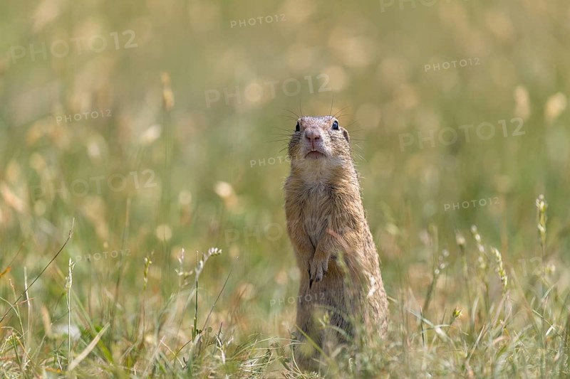 One European ground squirrel (Spermophilus citellus) or European souslik standing erected in tall grass looking for enemies