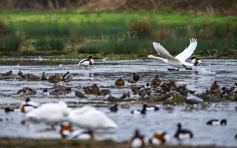 Tundra Swan, Bewick's Swan, Cygnus columbianus at winter in Slimbridge, England, United Kingdom, Europe