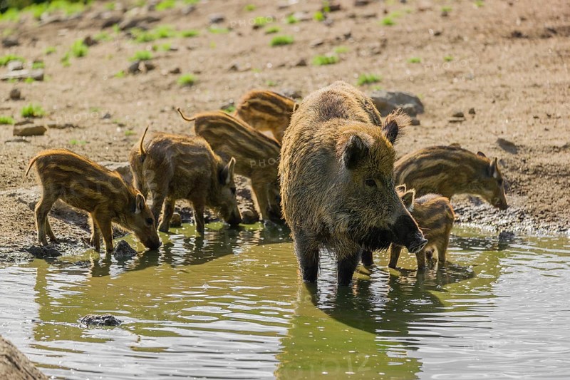 An adult wild boar (Sus scrofa) and a group of piglets stand in a pond and drink