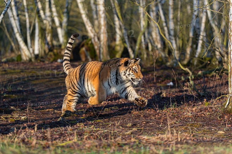One young female Siberian Tiger, Panthera tigris altaica, running thru a birch tree forest. Early morning light