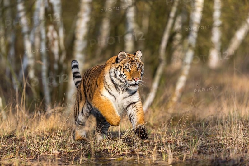 One young female Siberian Tiger, Panthera tigris altaica, running thru a birch tree forest. Early morning light
