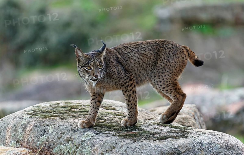 Lynx pardinus, portrait, An dalusia Spain