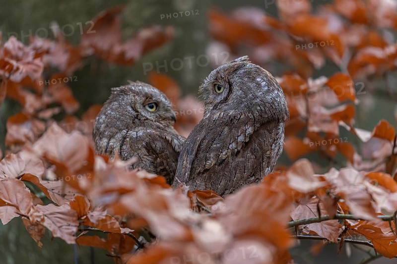 Two Eurasian scops owls (Otus scops)sitting on a twig of a beech tree, embedded in brown leafs