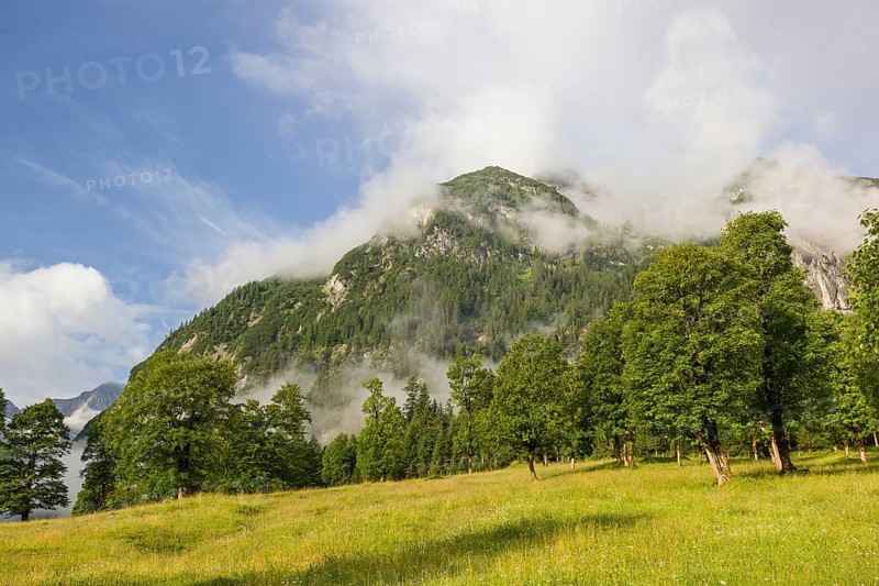 Sycamore maple trees, Acer pseudoplatanus, in summertime. Mountains in the background. Nature conservancy area Grosser Ahornboden, Karwendel mountains, Austria, Europe