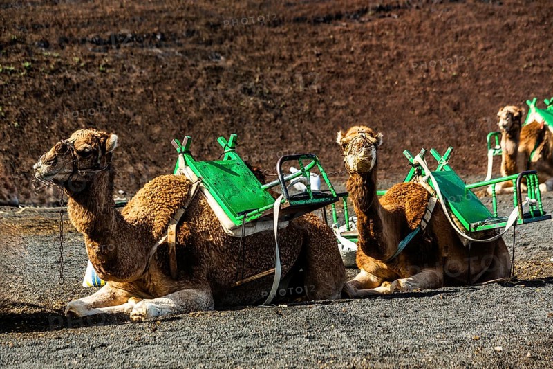 2016, Timanfaya National Park, Lanzarote, Fire Mountains of Timanfaya National Park, Montanas del Fuego, ESP, Spain, Canary Islands, Canary Islands, Atlantic Ocean, Lanzarote, biosphere reserve, volcano, volcanism, volcanic island, lava fields, island, camels, dromedary, camello, date taken, Europe