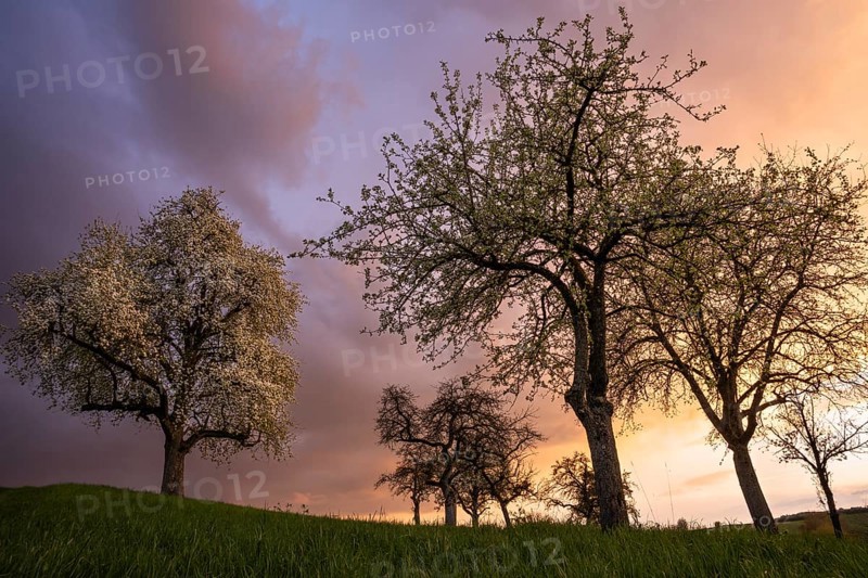 White blossoming fruit trees in a meadow in spring. Colourful clouds and sunset. Rhine-Neckar district, Baden-Württemberg, Germany, Europe