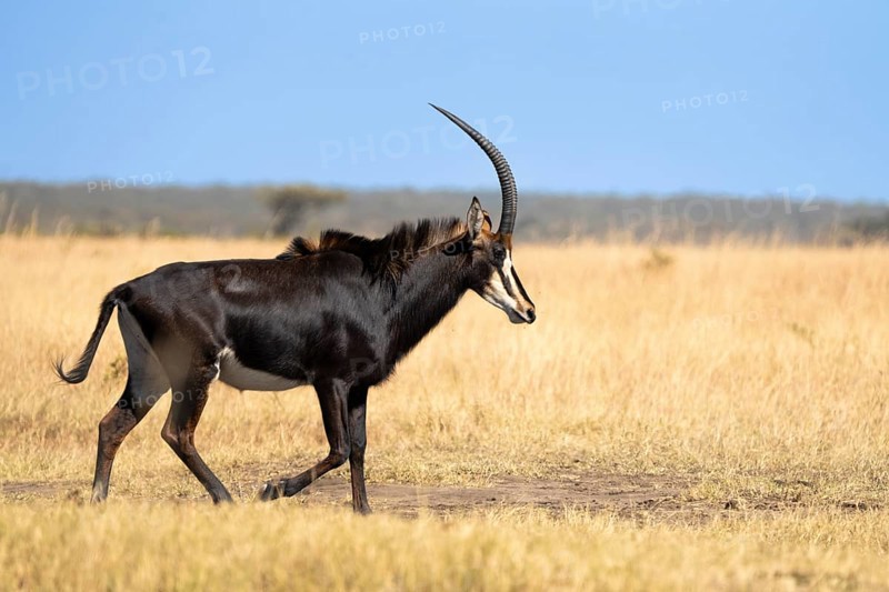 Sable Antelope (Hippotragus niger) walking from the left to right. Side view of the wild animal with large antlers. Hwange National Park, Zimbabwe, Africa