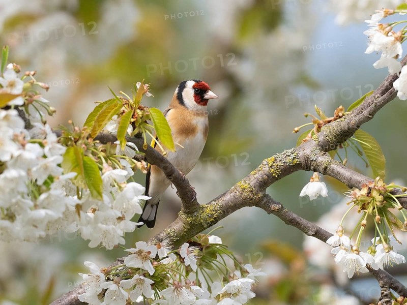 European Goldfinch (Carduelis carduelis) adult bird, perched on a flowering cherry branch, Hesse, Germany, Europe