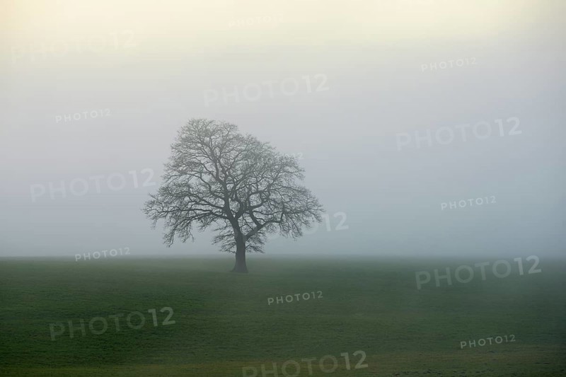 English oak (Quercus robur, Quercus petraea), in the fog, Lindenberg, Schlatt, Canton Lucerne, Switzerland, Europe