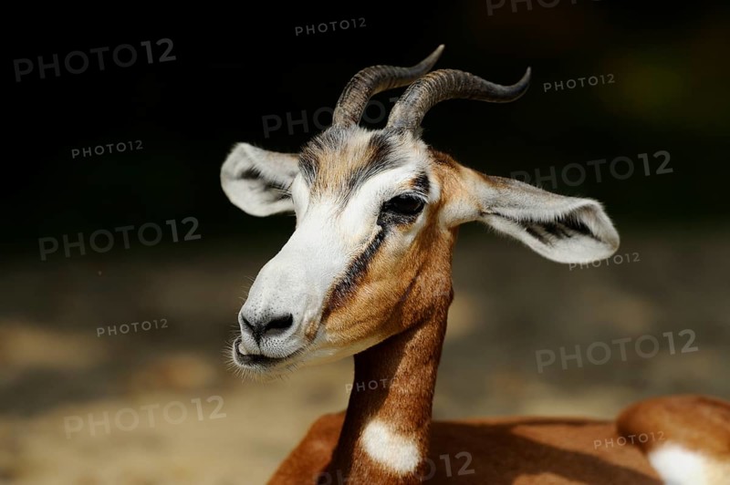 A frontal portrait of an antelope with an attentive expression and impressive horns, Damagazelle (Nanger dama) or captive