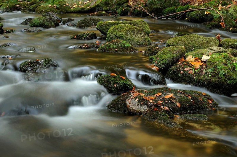 A small stream flows over moss-covered stones, surrounded by autumn leaves, Kleine Ohe, Bavarian Forest National Park