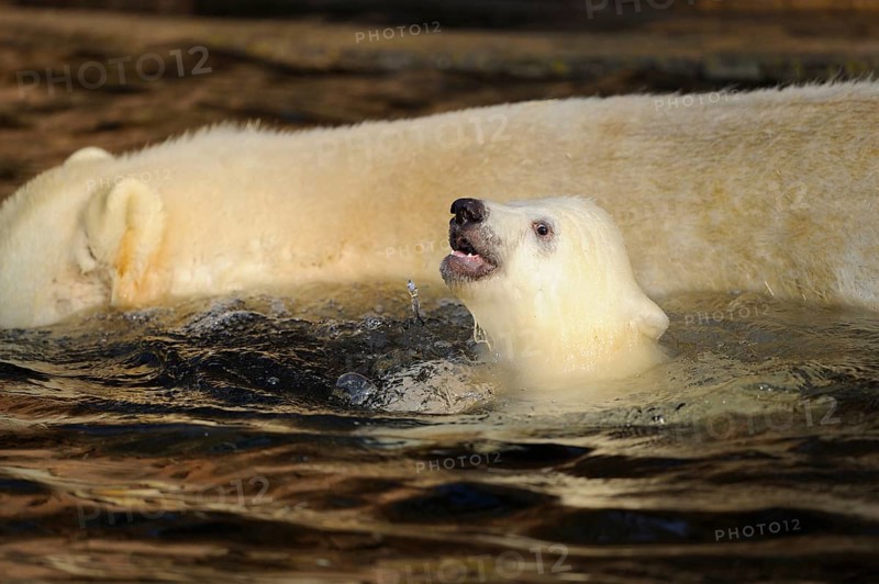 A polar bear cub swims next to an adult bear in the water, polar bear (Ursus (genus) maritimus), captive