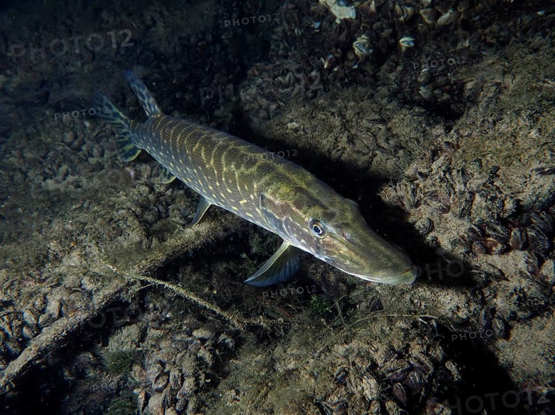A pike (Esox lucius) close to the bottom, perfectly camouflaged in the underwater world, dive site Zollbrücke, Rheinau, Canton Zurich, Rhine, High Rhine, Switzerland, Germany, Europe