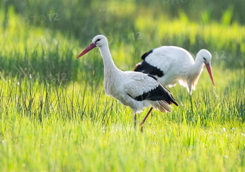 White storks (Ciconia ciconia) foraging in a meadow, spider threads on the grass, Lower Saxony, Germany, Europe