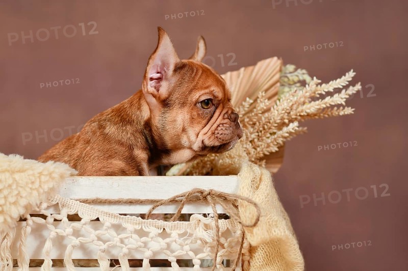Red French Bulldog dog puppy in box with boho style decoration in front of brown background
