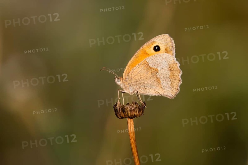 Meadow Brown (Maniola jurtina), butterfly resting on a dead plant head, warming itself in the early morning sun, Hesse, Germany, Europe