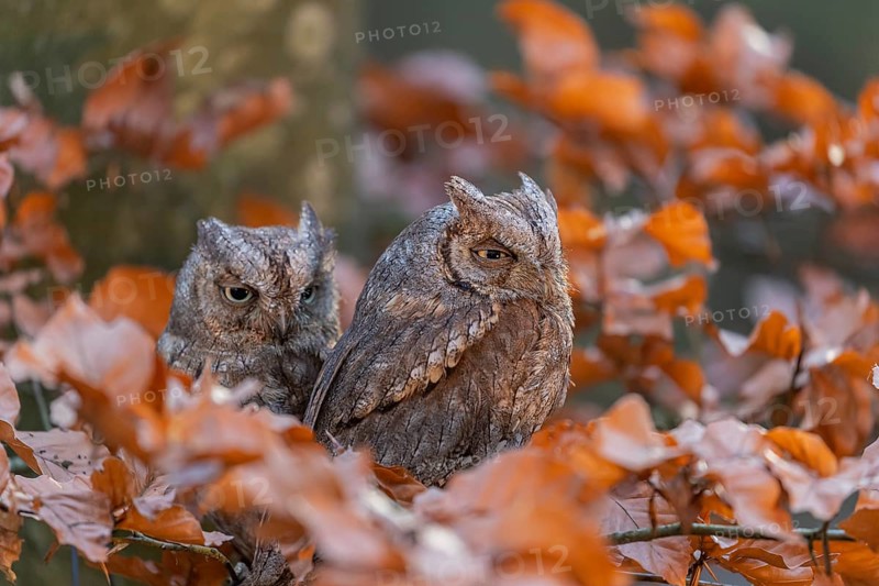 Two Eurasian scops owls (Otus scops)sitting on a twig of a beech tree, embedded in brown leafs