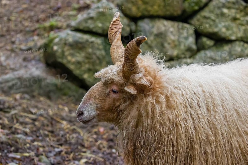 Portrait of a white Racka or Hortobágy Racka Sheep (Ovis aries strepsiceros hungaricus) with its unusual spiral-shaped horns